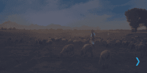 My Prayer - The Great Shepherd